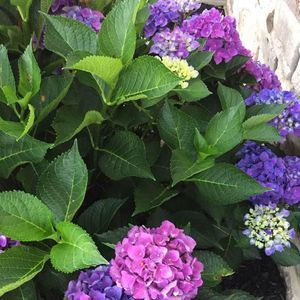 Meet your Posher, Sherry